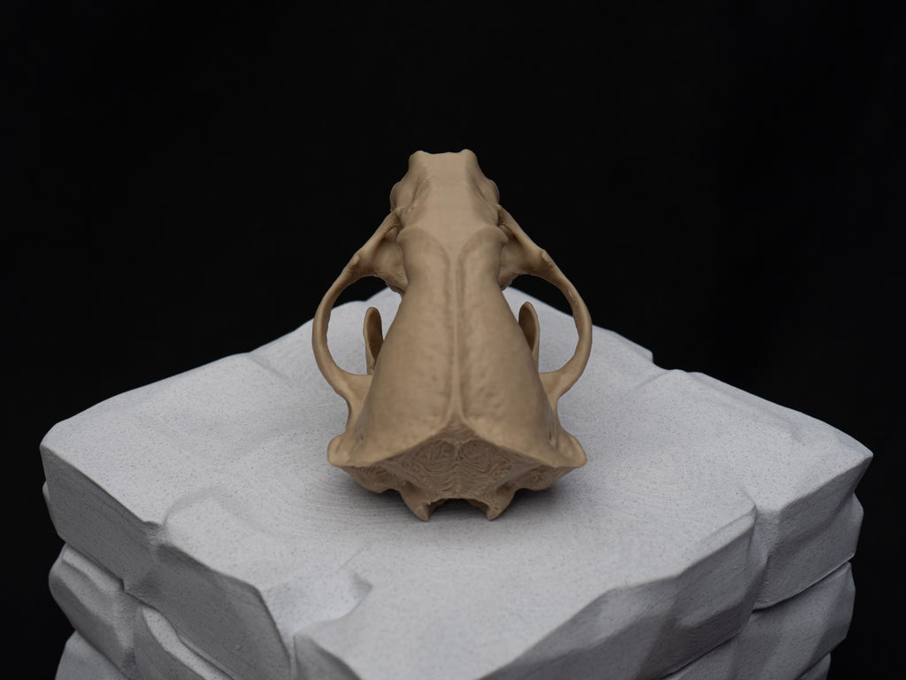 Life-Size European Badger Skull Replica – Realistic 3D Printed Bone Model