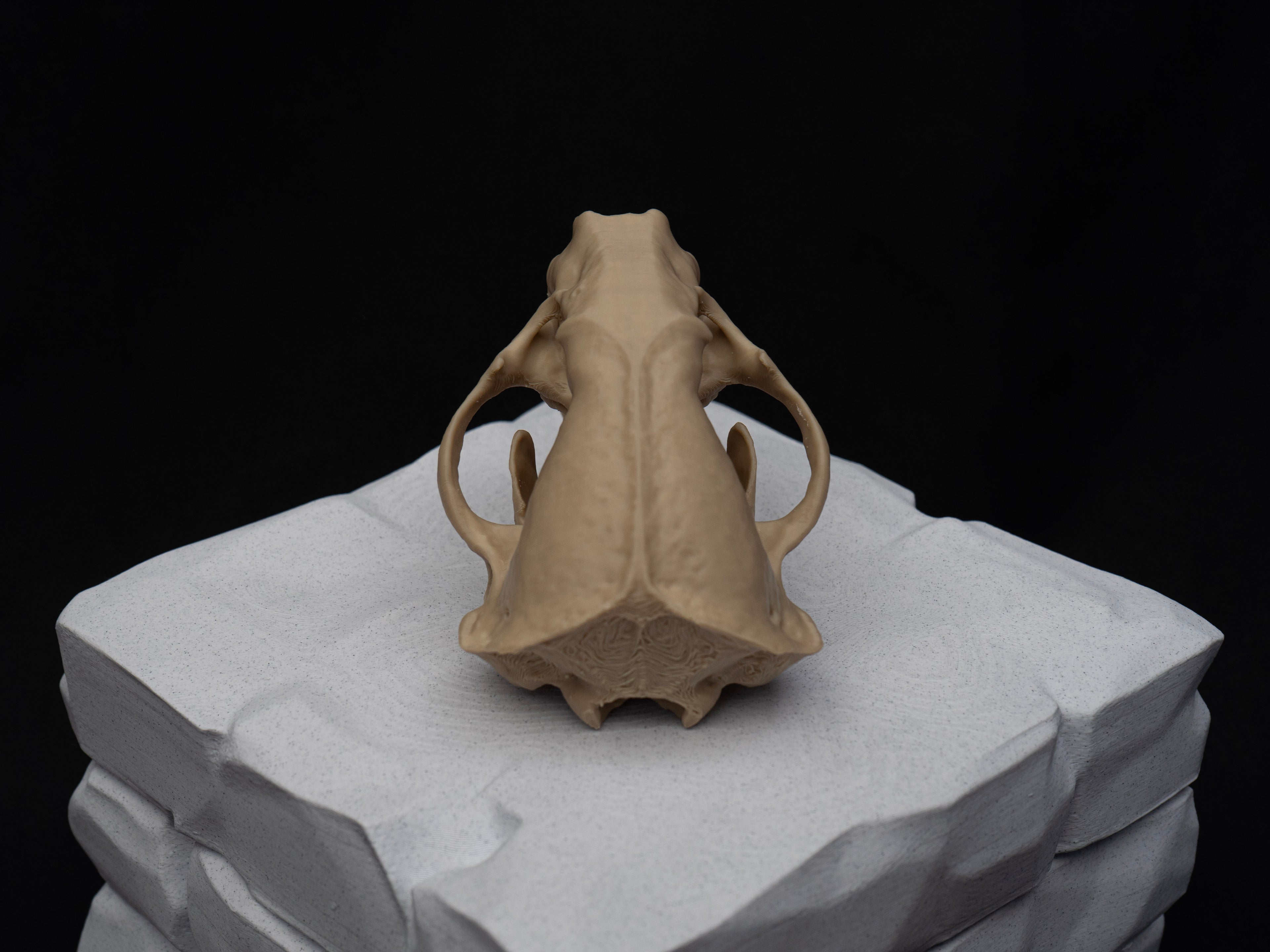 Life-Size European Badger Skull Replica – Realistic 3D Printed Bone Model