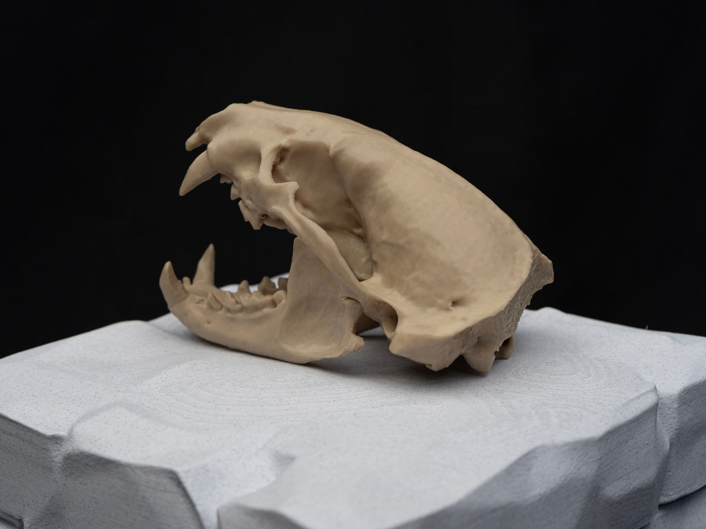 Life-Size European Badger Skull Replica – Realistic 3D Printed Bone Model