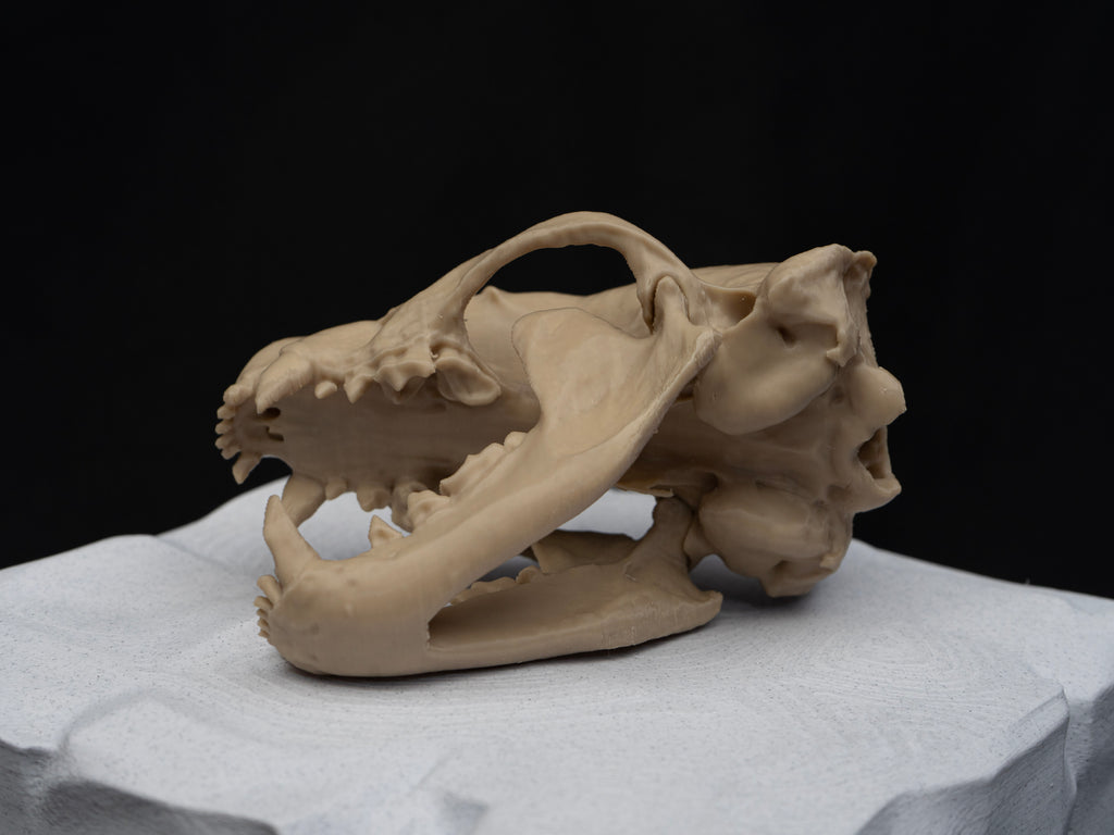 Life-Size European Badger Skull Replica – Realistic 3D Printed Bone Model