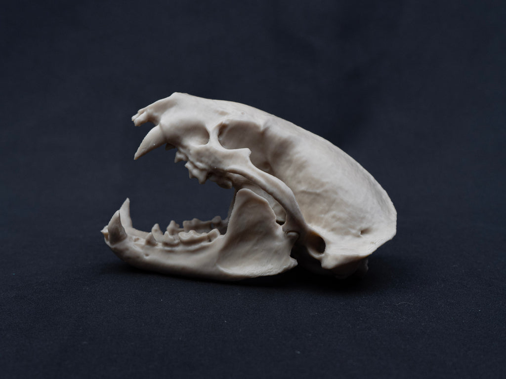 Life-Size European Badger Skull Replica – Realistic 3D Printed Bone Model