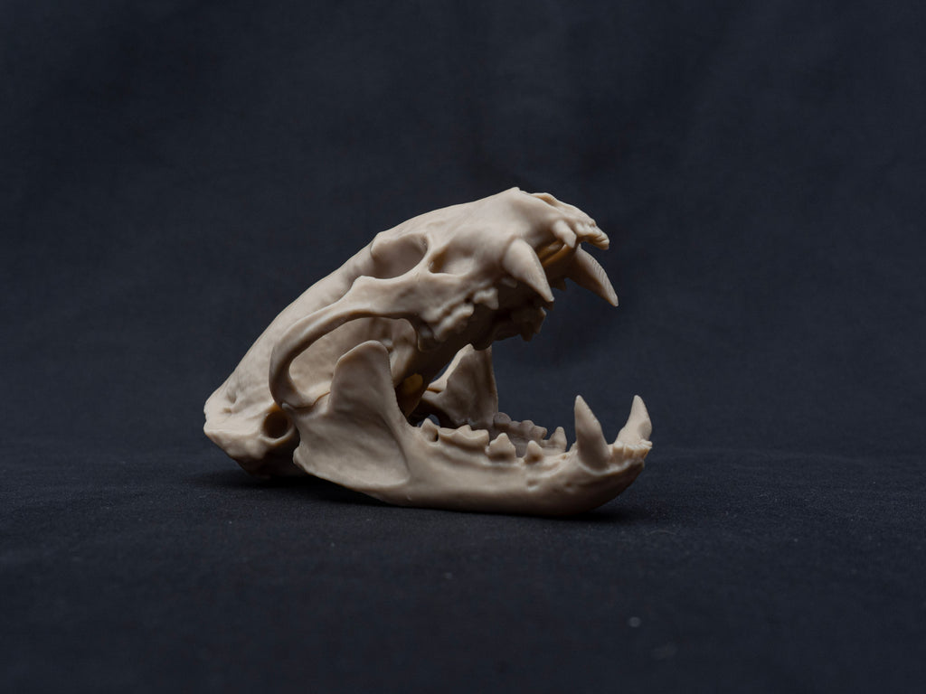 Life-Size European Badger Skull Replica – Realistic 3D Printed Bone Model