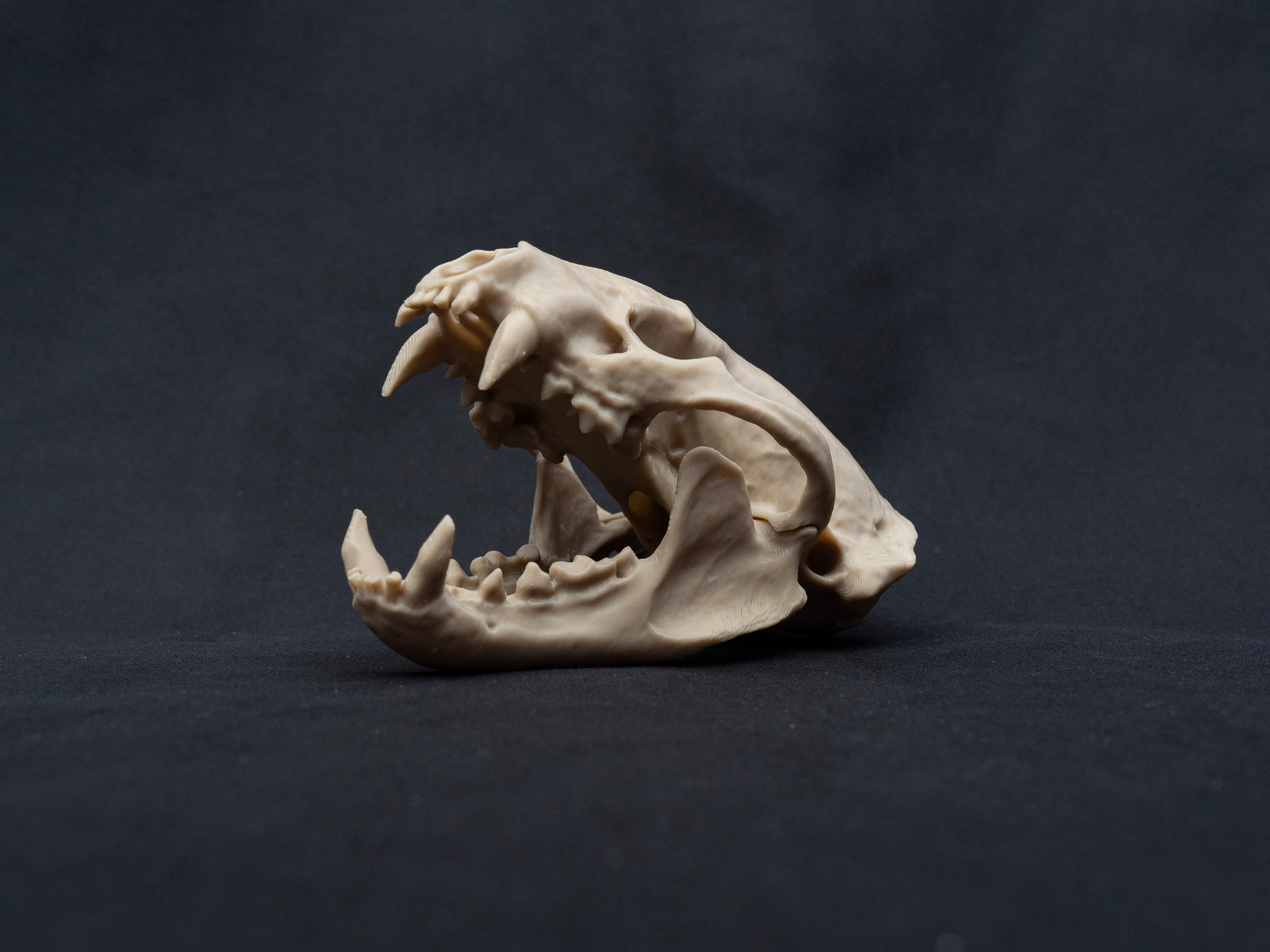 Life-Size European Badger Skull Replica – Realistic 3D Printed Bone Model