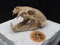 Life-Size European Badger Skull Replica – Realistic 3D Printed Bone Model