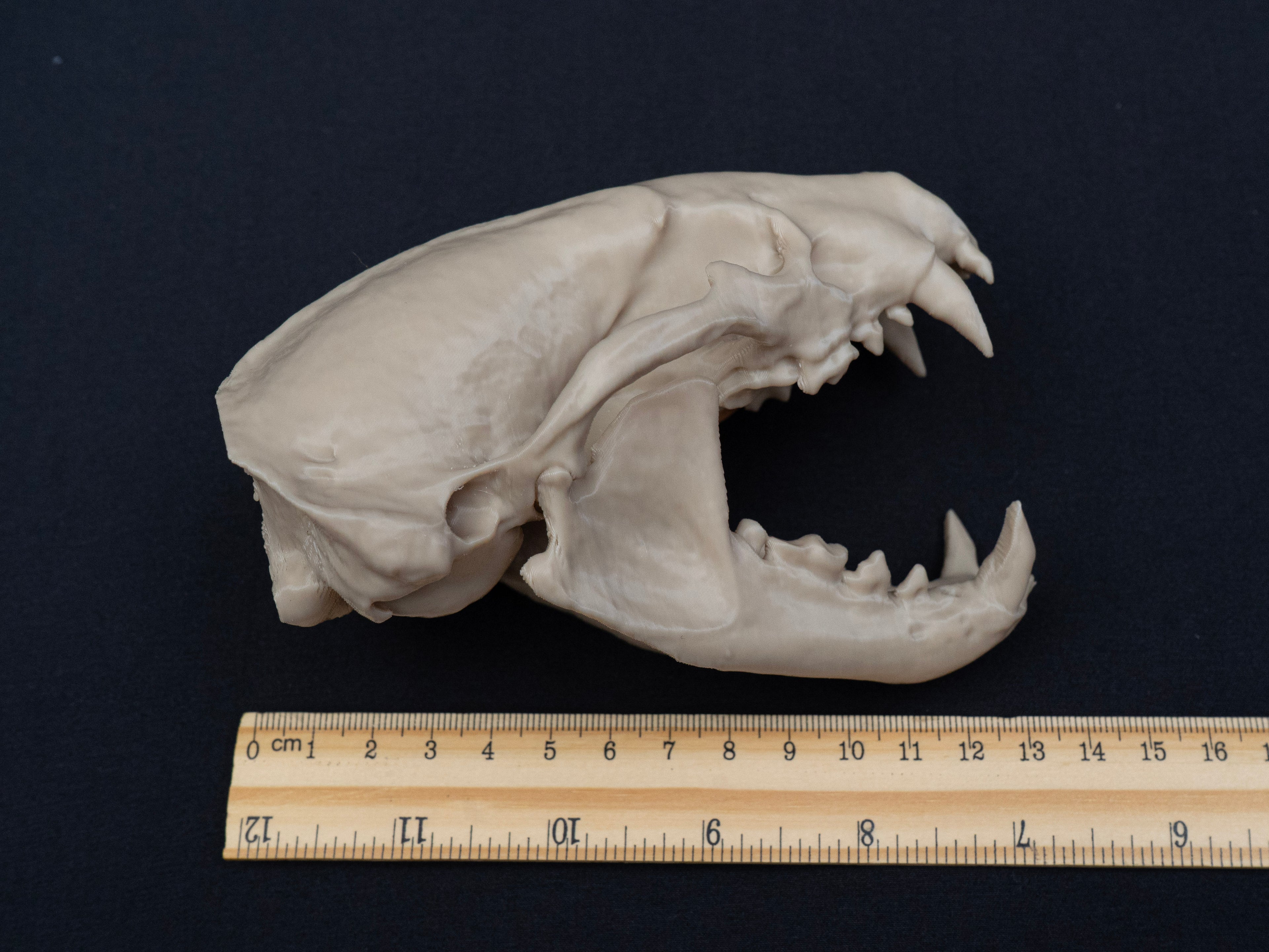 Life-Size European Badger Skull Replica – Realistic 3D Printed Bone Model