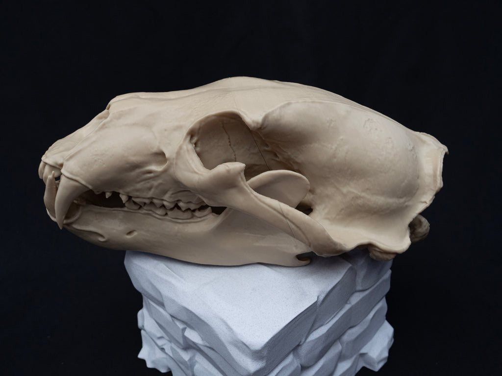 Life Size Polar Bear Skull Replica – Realistic 3D Printed Bone Model Display