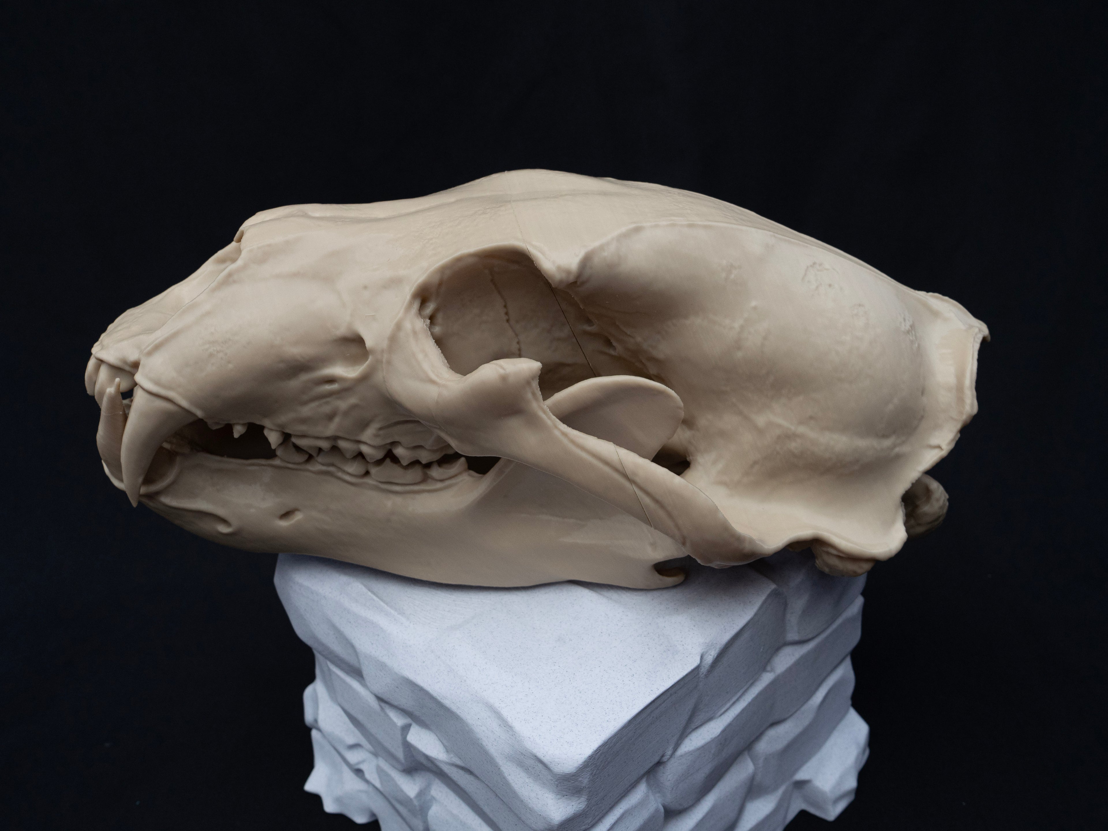 Life Size Polar Bear Skull Replica – Realistic 3D Printed Bone Model Display
