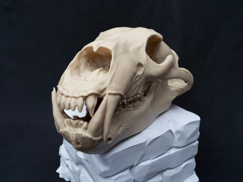 Life Size Polar Bear Skull Replica – Realistic 3D Printed Bone Model Display