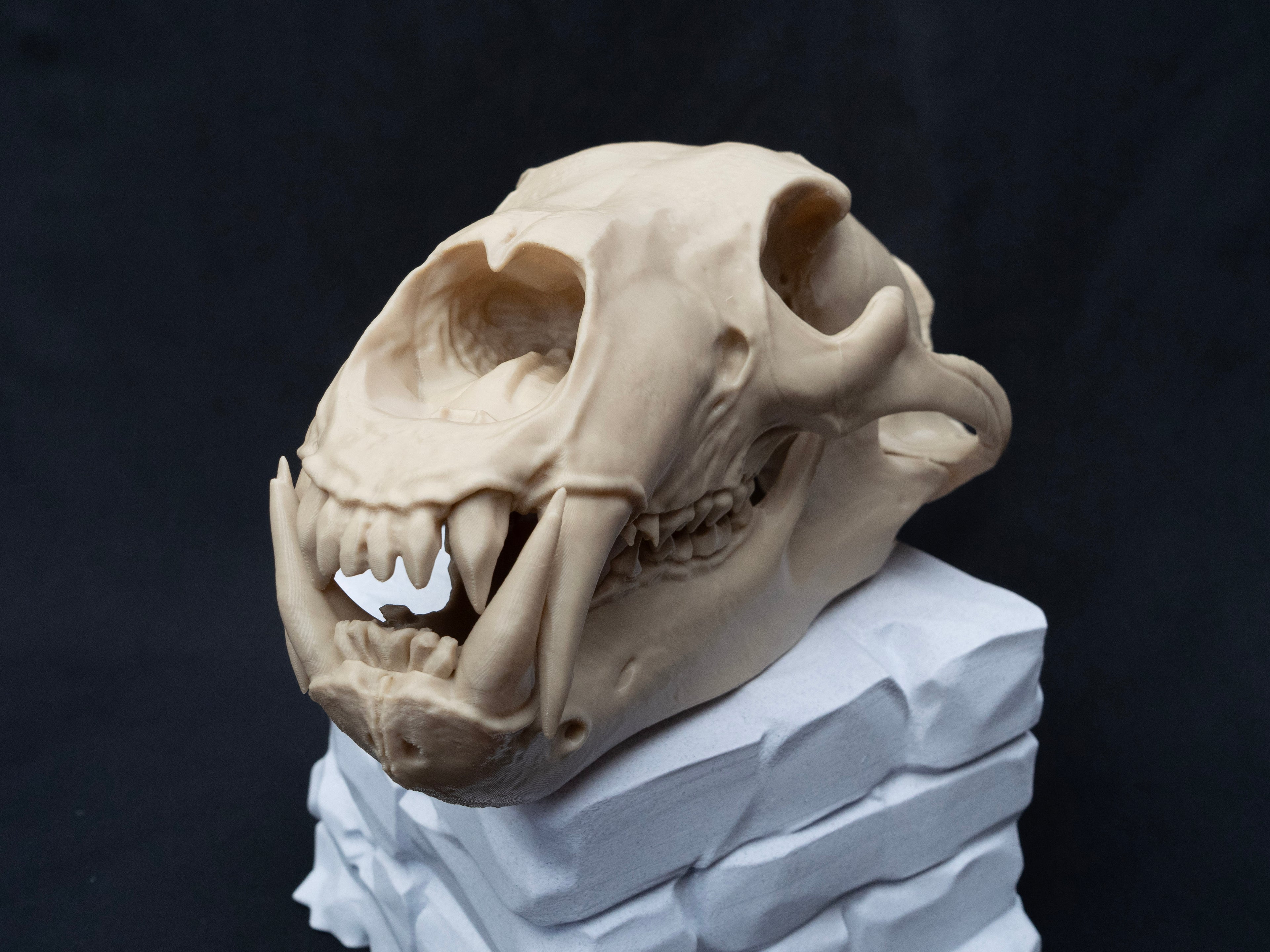 Life Size Polar Bear Skull Replica – Realistic 3D Printed Bone Model Display