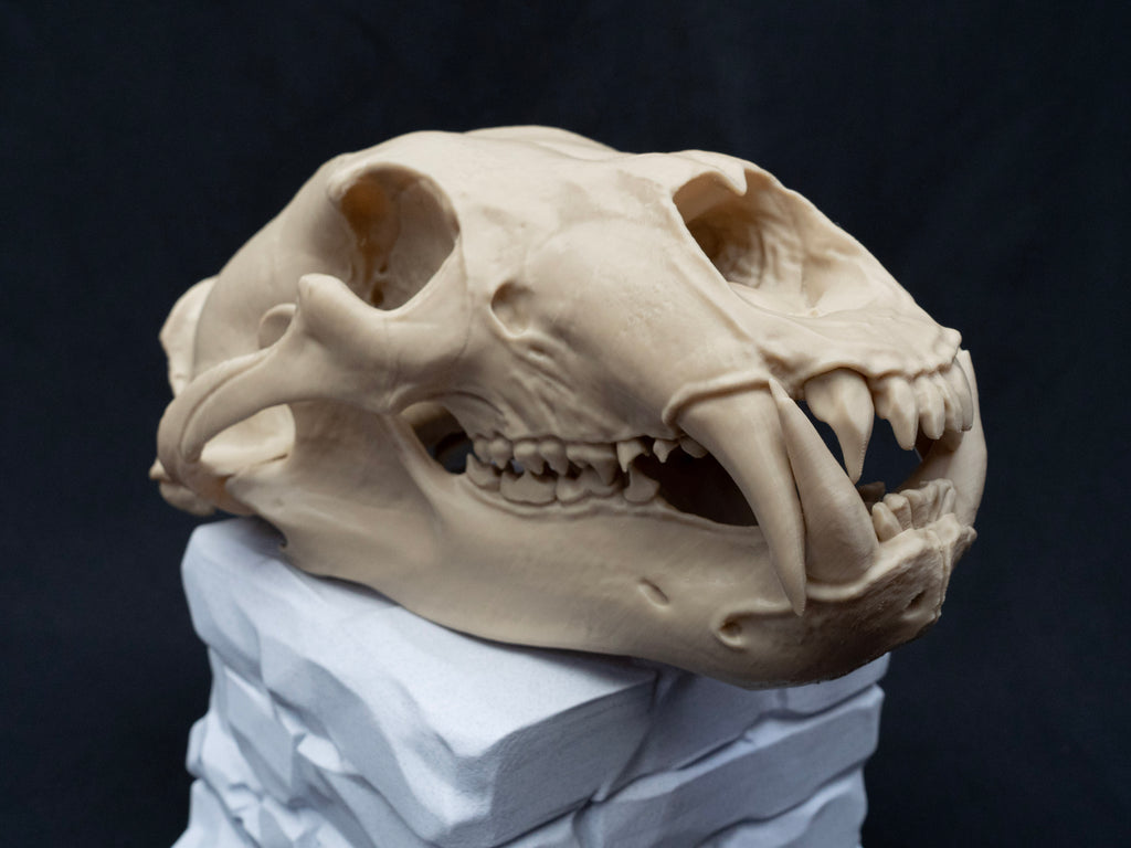 Life Size Polar Bear Skull Replica – Realistic 3D Printed Bone Model Display