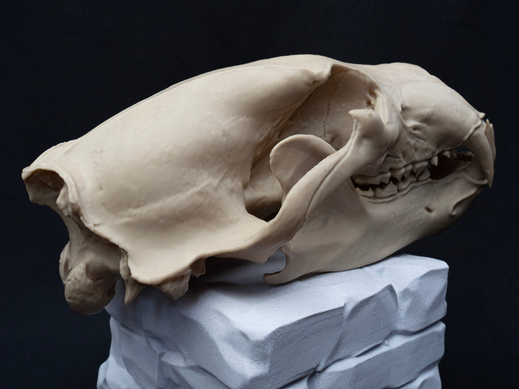 Life Size Polar Bear Skull Replica – Realistic 3D Printed Bone Model Display