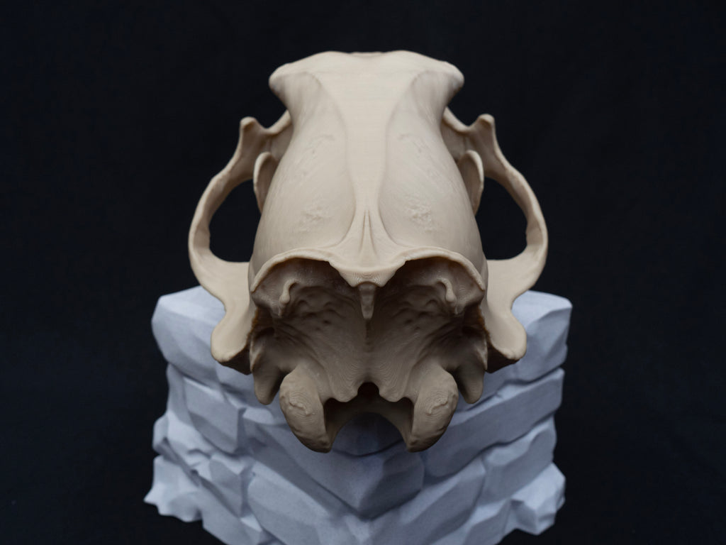 Life Size Polar Bear Skull Replica – Realistic 3D Printed Bone Model Display