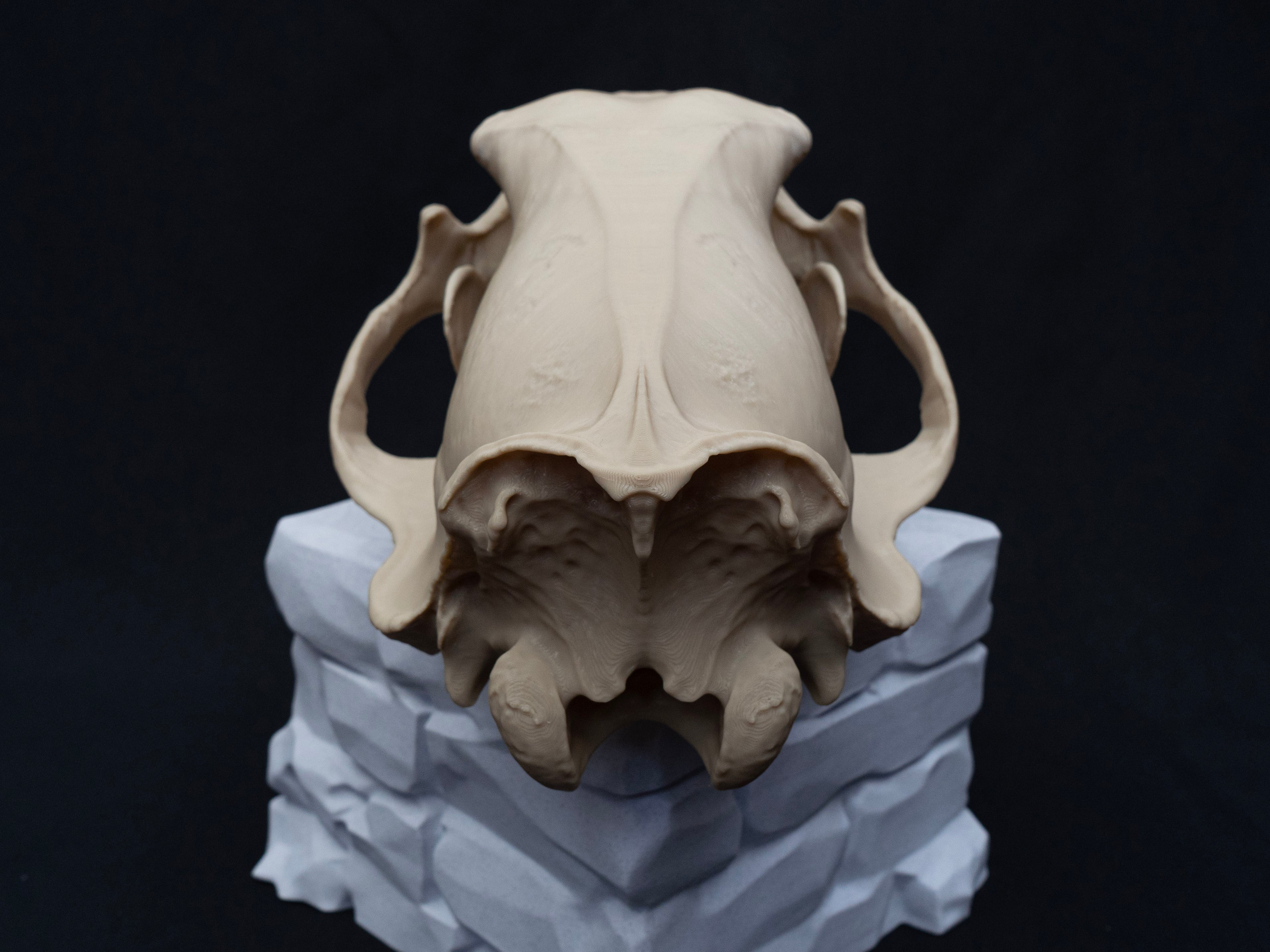 Life Size Polar Bear Skull Replica – Realistic 3D Printed Bone Model Display