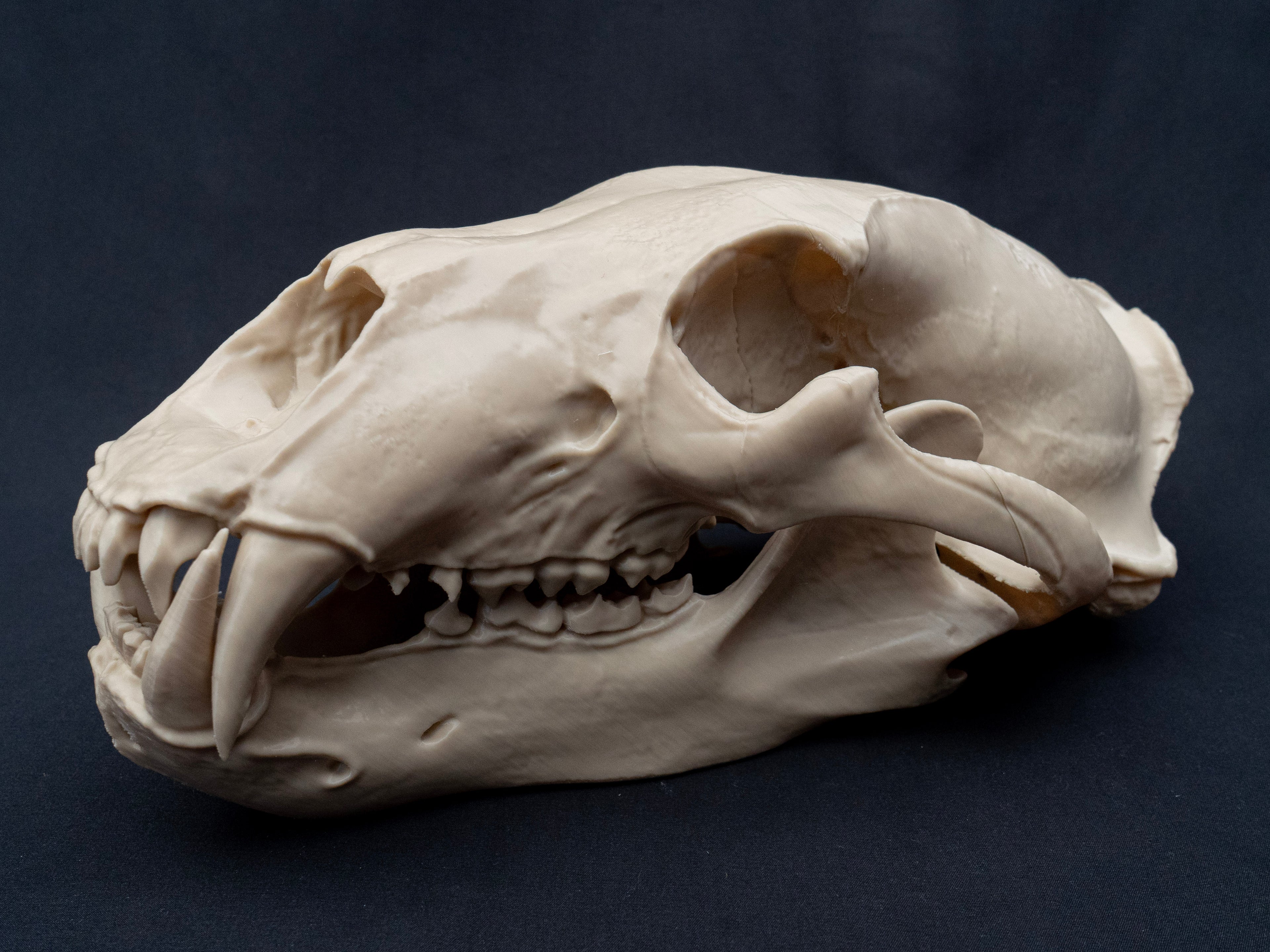 Life Size Polar Bear Skull Replica – Realistic 3D Printed Bone Model Display