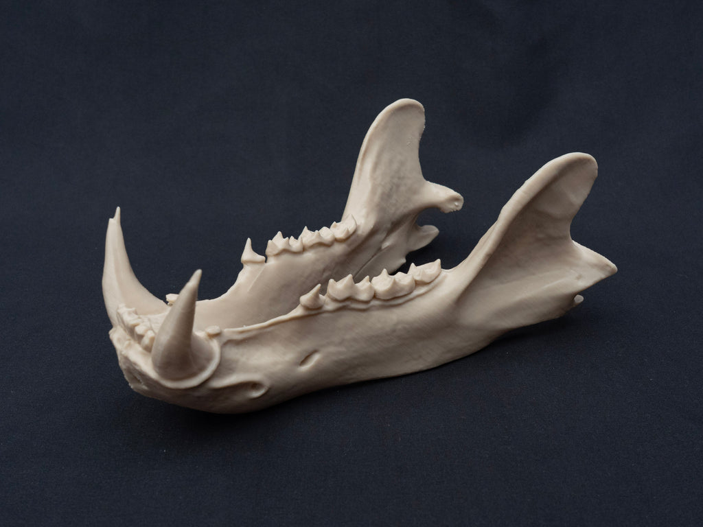 Life Size Polar Bear Skull Replica – Realistic 3D Printed Bone Model Display