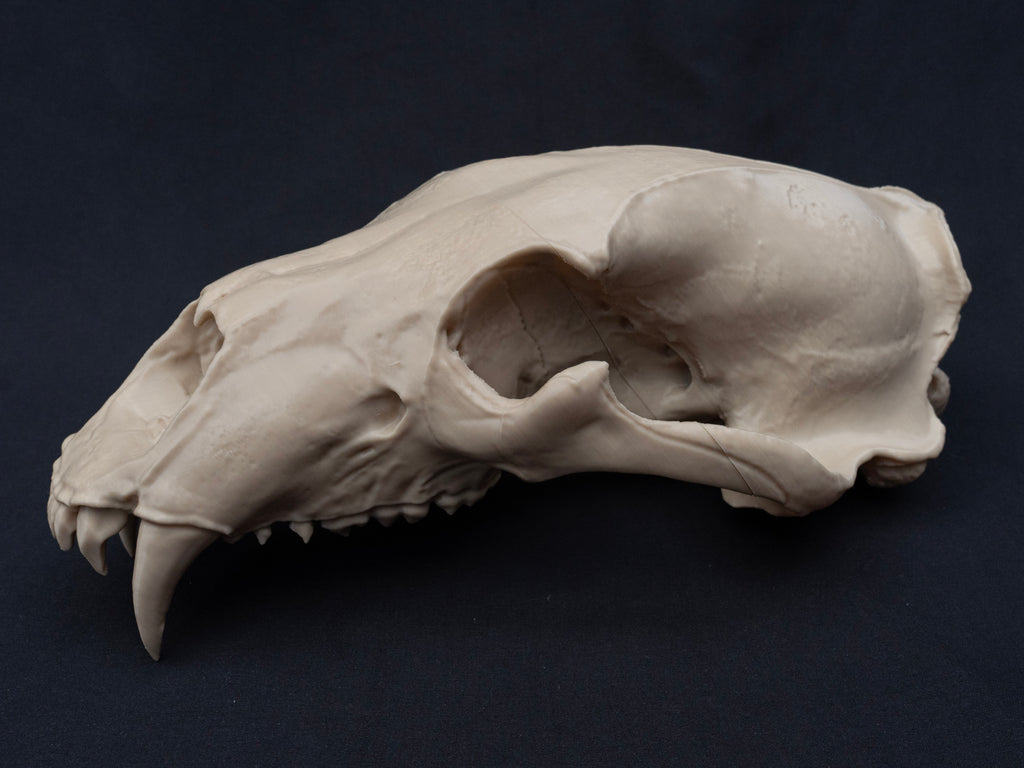 Life Size Polar Bear Skull Replica – Realistic 3D Printed Bone Model Display