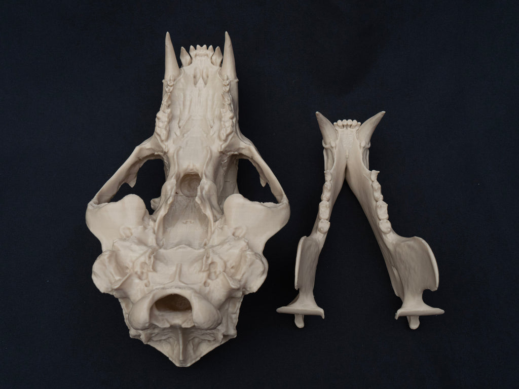 Life Size Polar Bear Skull Replica – Realistic 3D Printed Bone Model Display