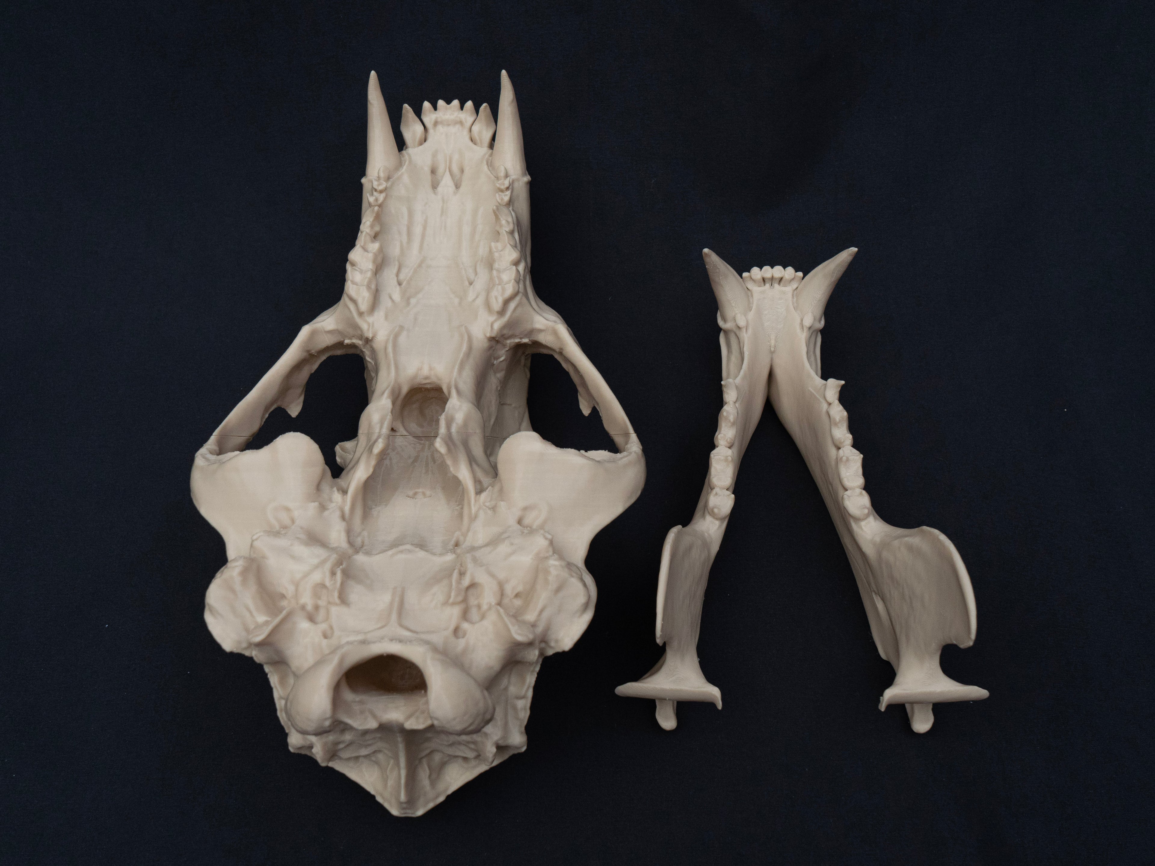 Life Size Polar Bear Skull Replica – Realistic 3D Printed Bone Model Display