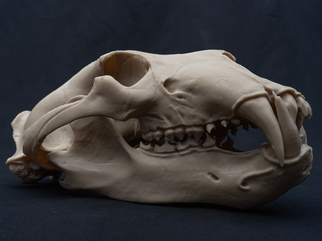 Life Size Polar Bear Skull Replica – Realistic 3D Printed Bone Model Display