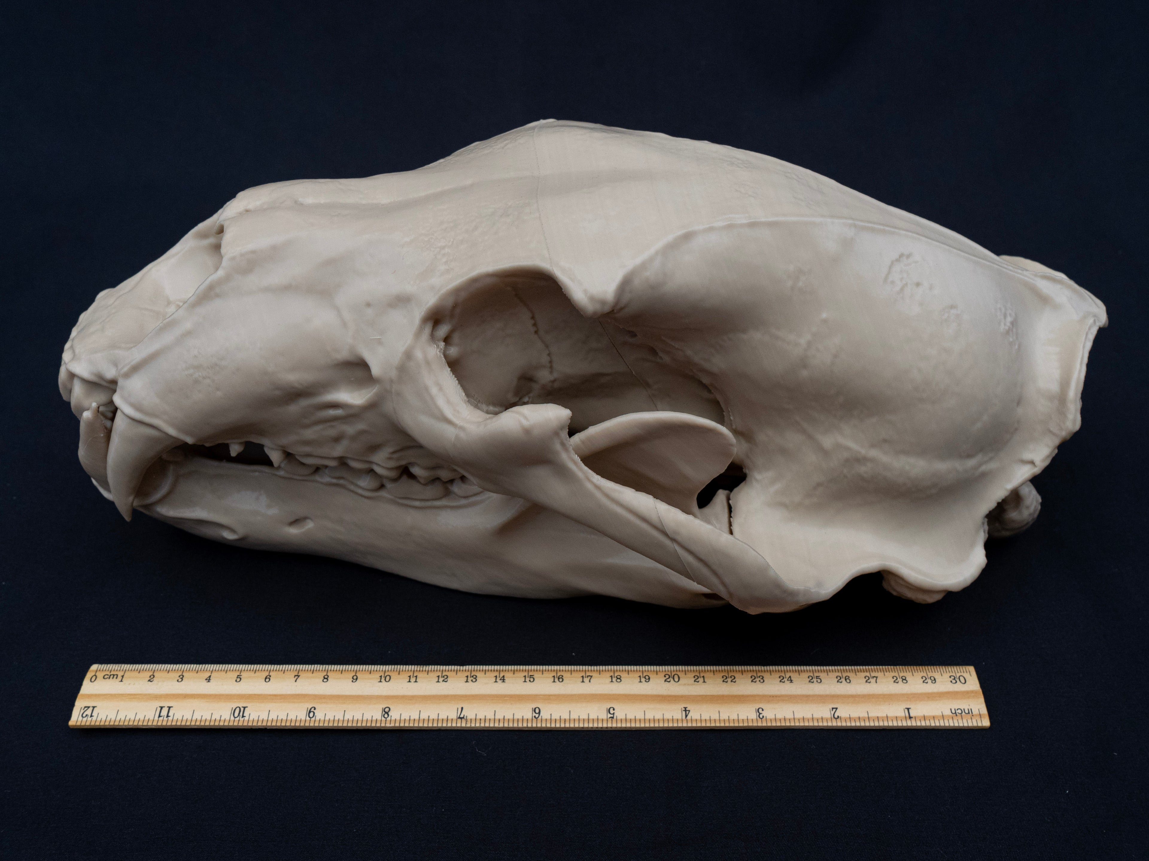 Life Size Polar Bear Skull Replica – Realistic 3D Printed Bone Model Display