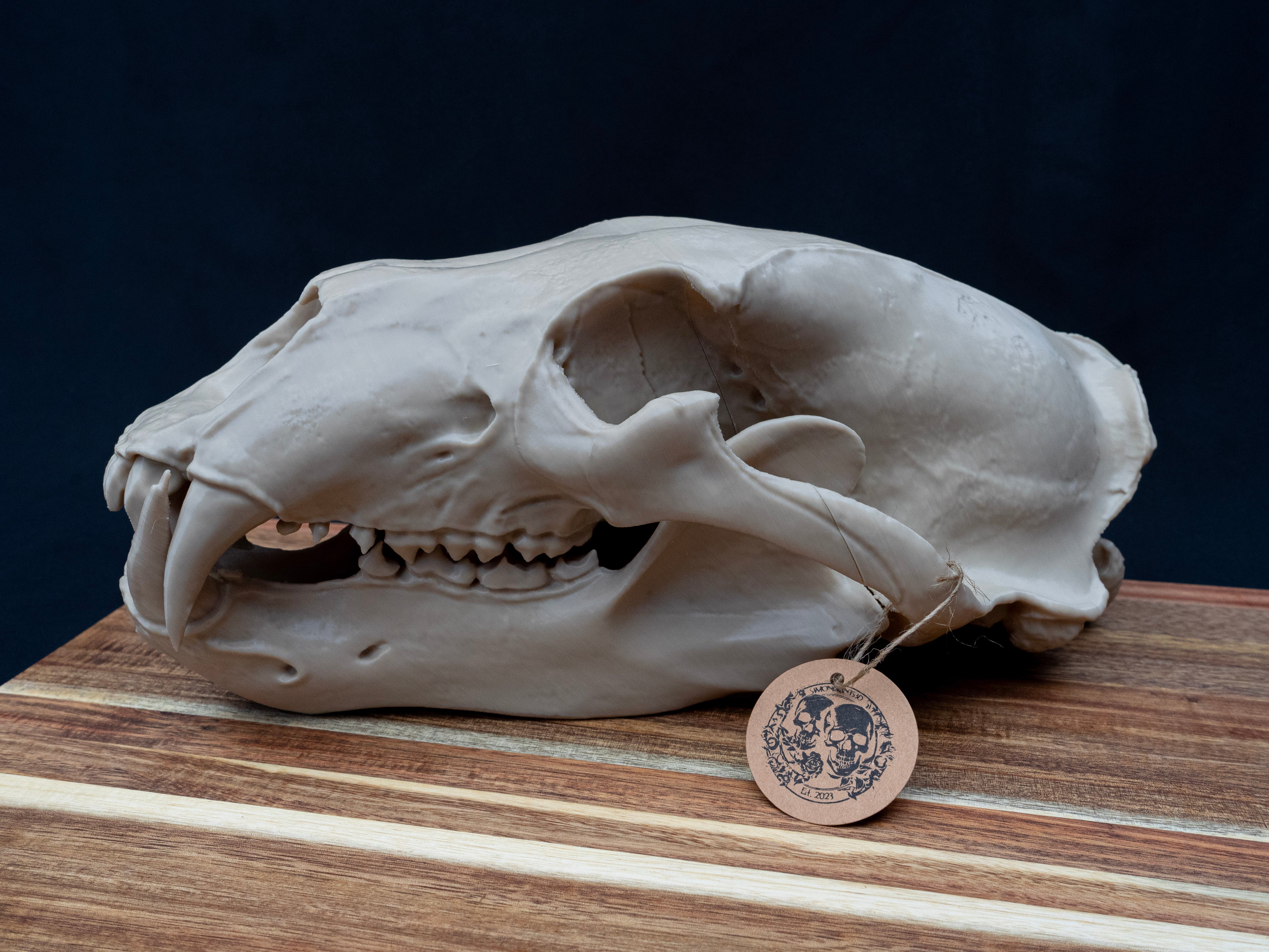 Life Size Polar Bear Skull Replica – Realistic 3D Printed Bone Model Display