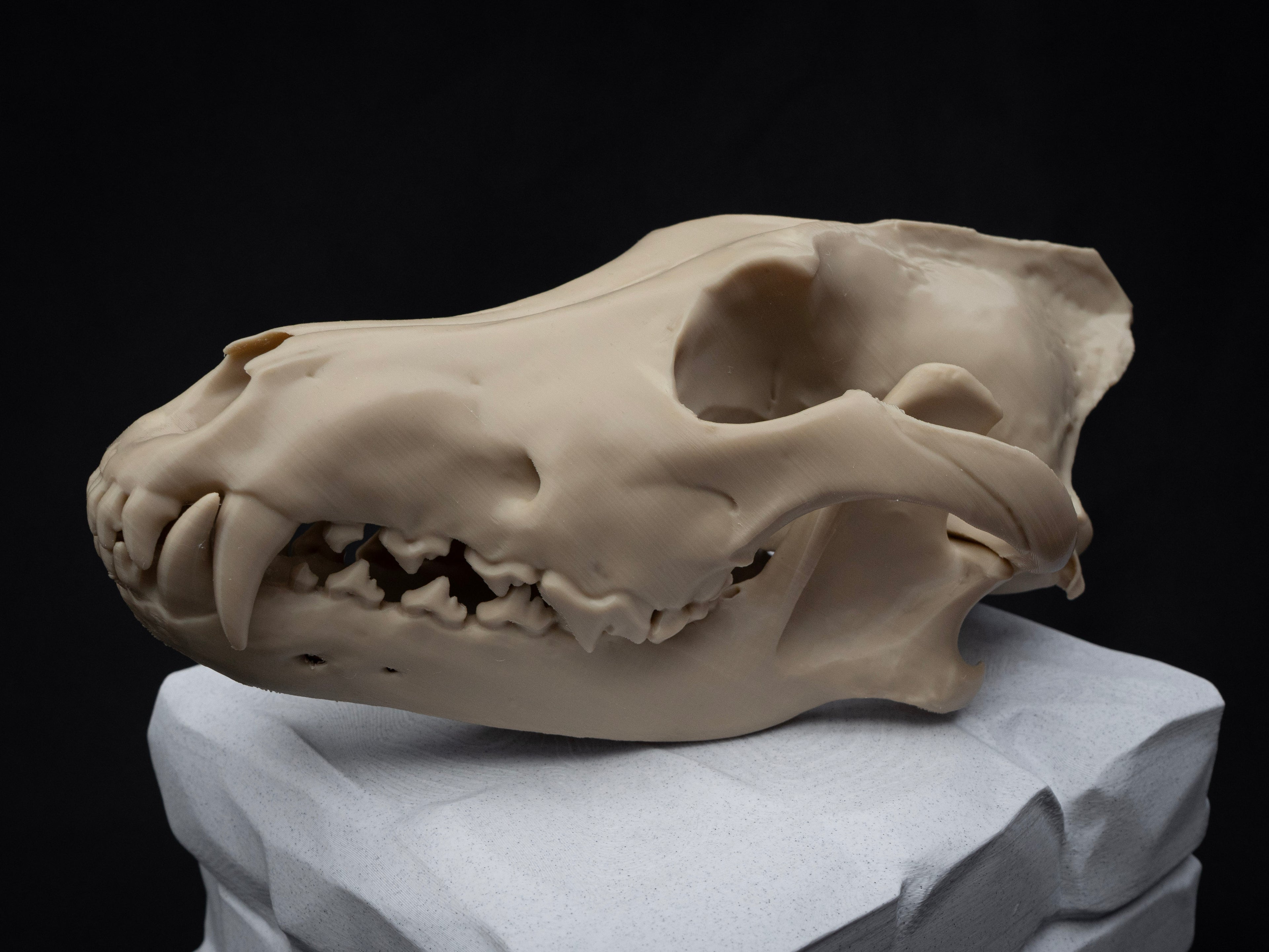 Life Size Grey Wolf Skull Replica – Realistic 3D Printed Bone Model Display