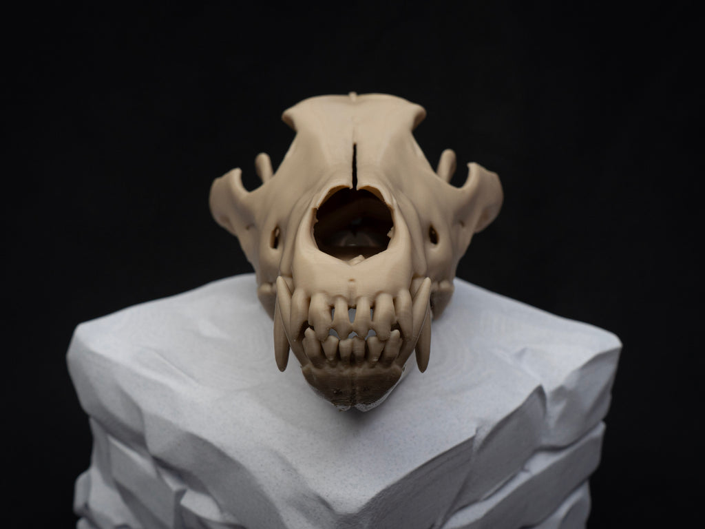 Life Size Grey Wolf Skull Replica – Realistic 3D Printed Bone Model Display