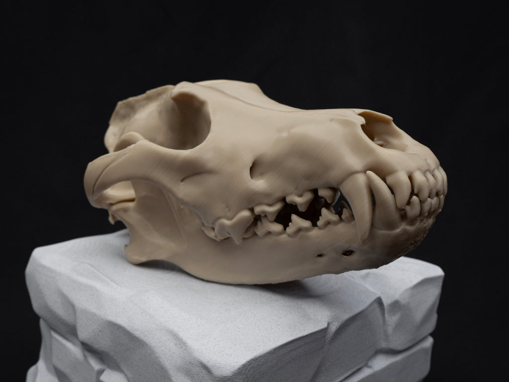 Life Size Grey Wolf Skull Replica – Realistic 3D Printed Bone Model Display