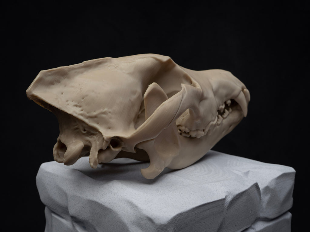 Life Size Grey Wolf Skull Replica – Realistic 3D Printed Bone Model Display
