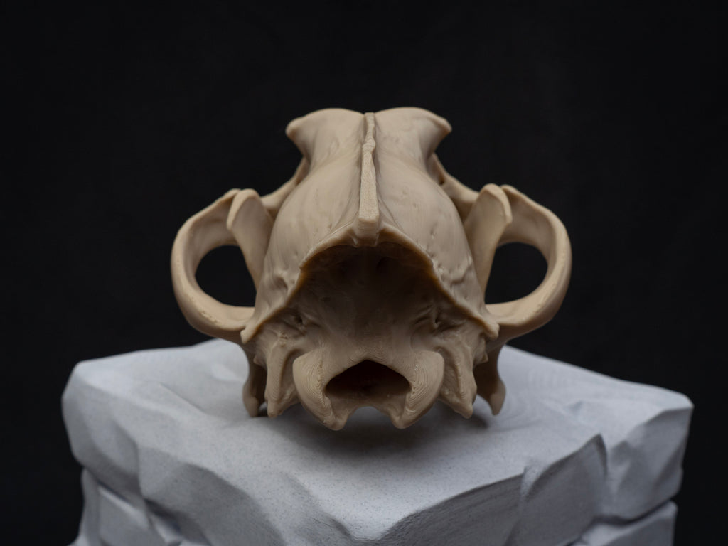 Life Size Grey Wolf Skull Replica – Realistic 3D Printed Bone Model Display