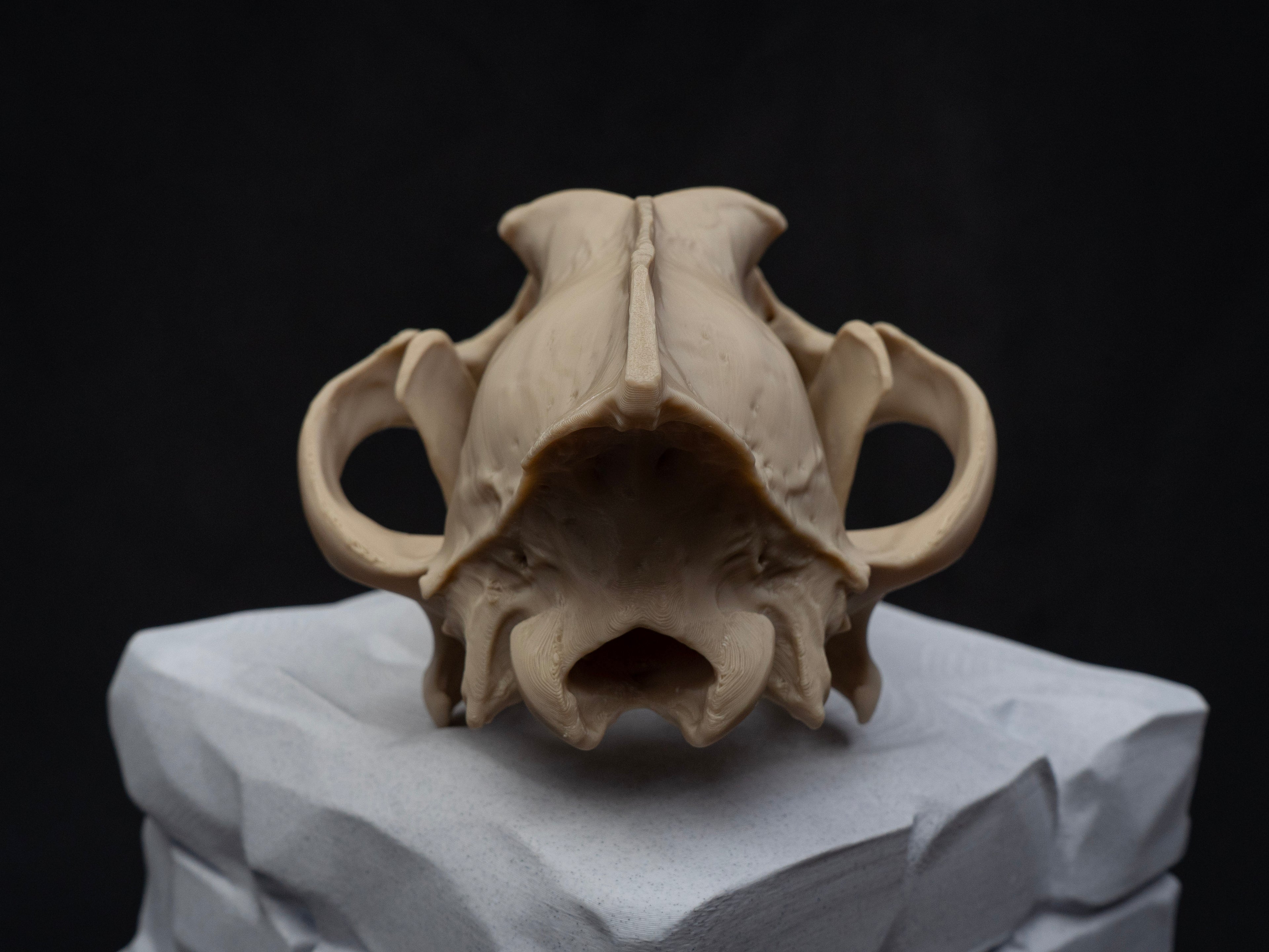 Life Size Grey Wolf Skull Replica – Realistic 3D Printed Bone Model Display