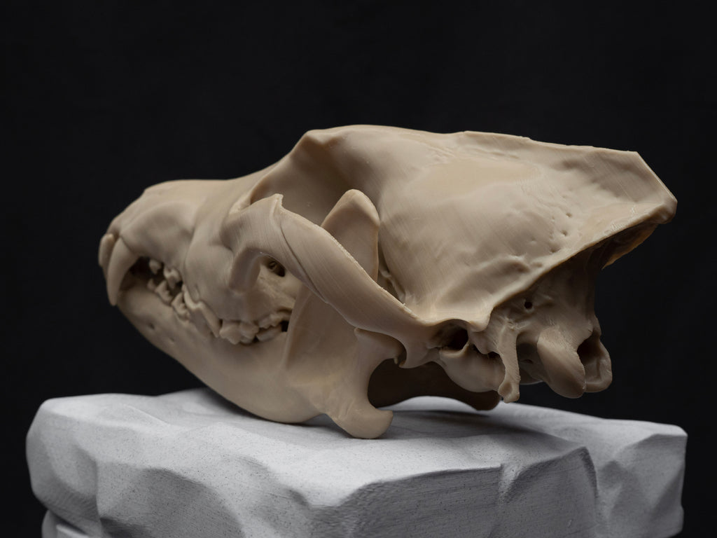 Life Size Grey Wolf Skull Replica – Realistic 3D Printed Bone Model Display