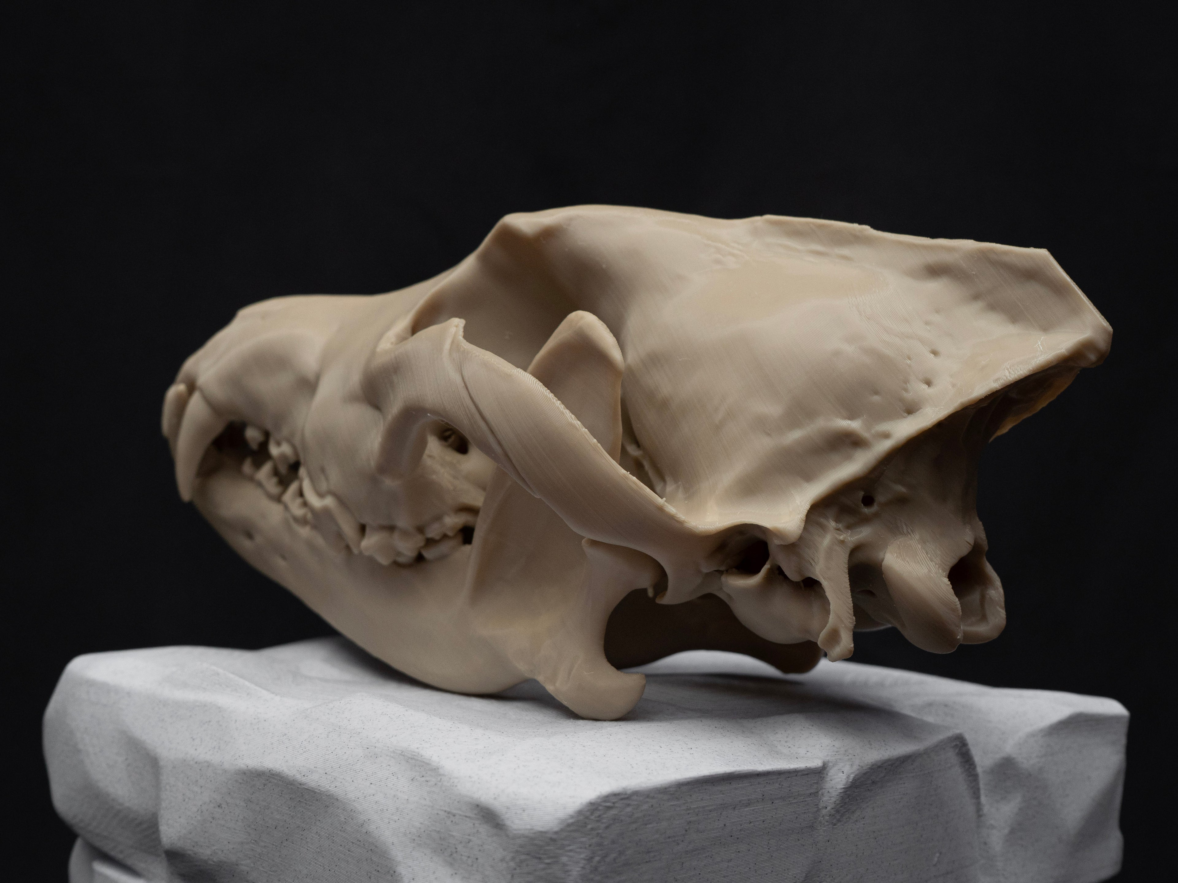 Life Size Grey Wolf Skull Replica – Realistic 3D Printed Bone Model Display