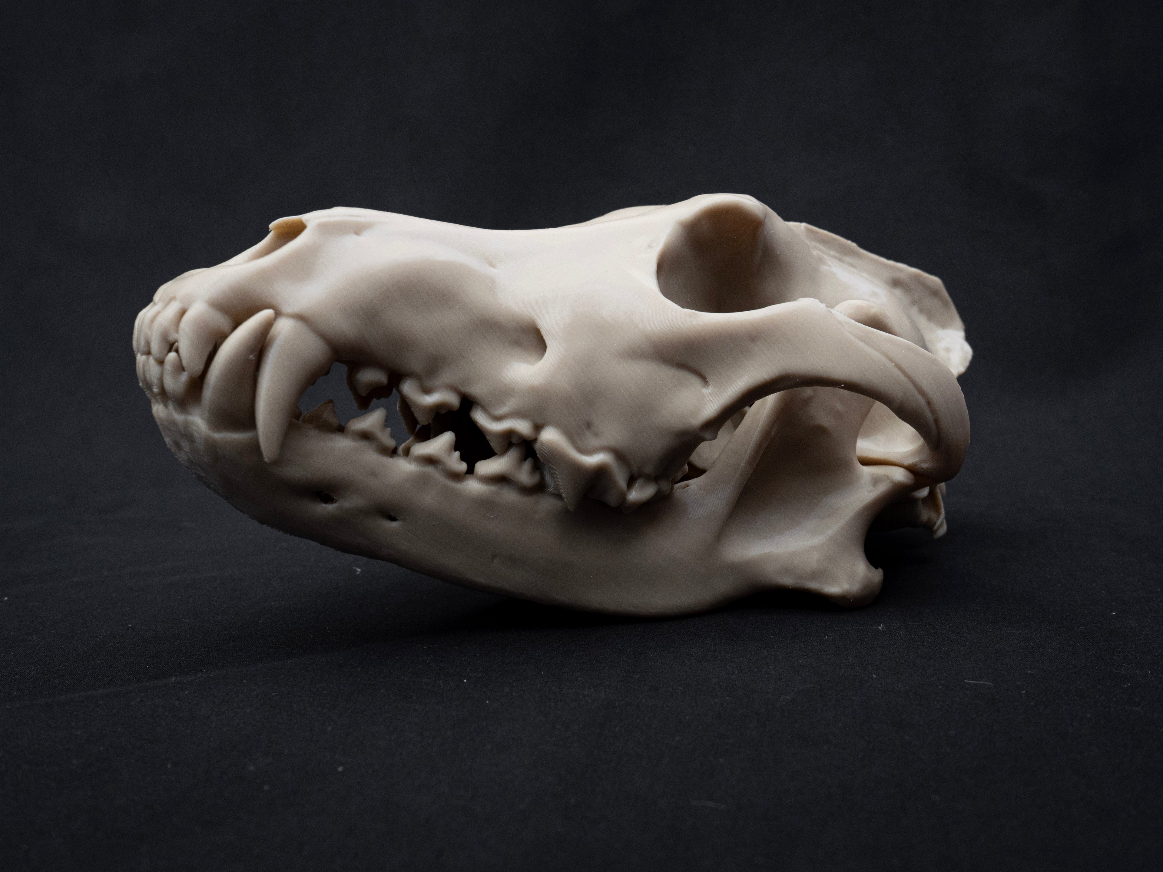 Life Size Grey Wolf Skull Replica – Realistic 3D Printed Bone Model Display