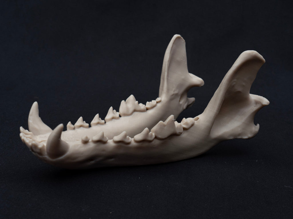 Life Size Grey Wolf Skull Replica – Realistic 3D Printed Bone Model Display