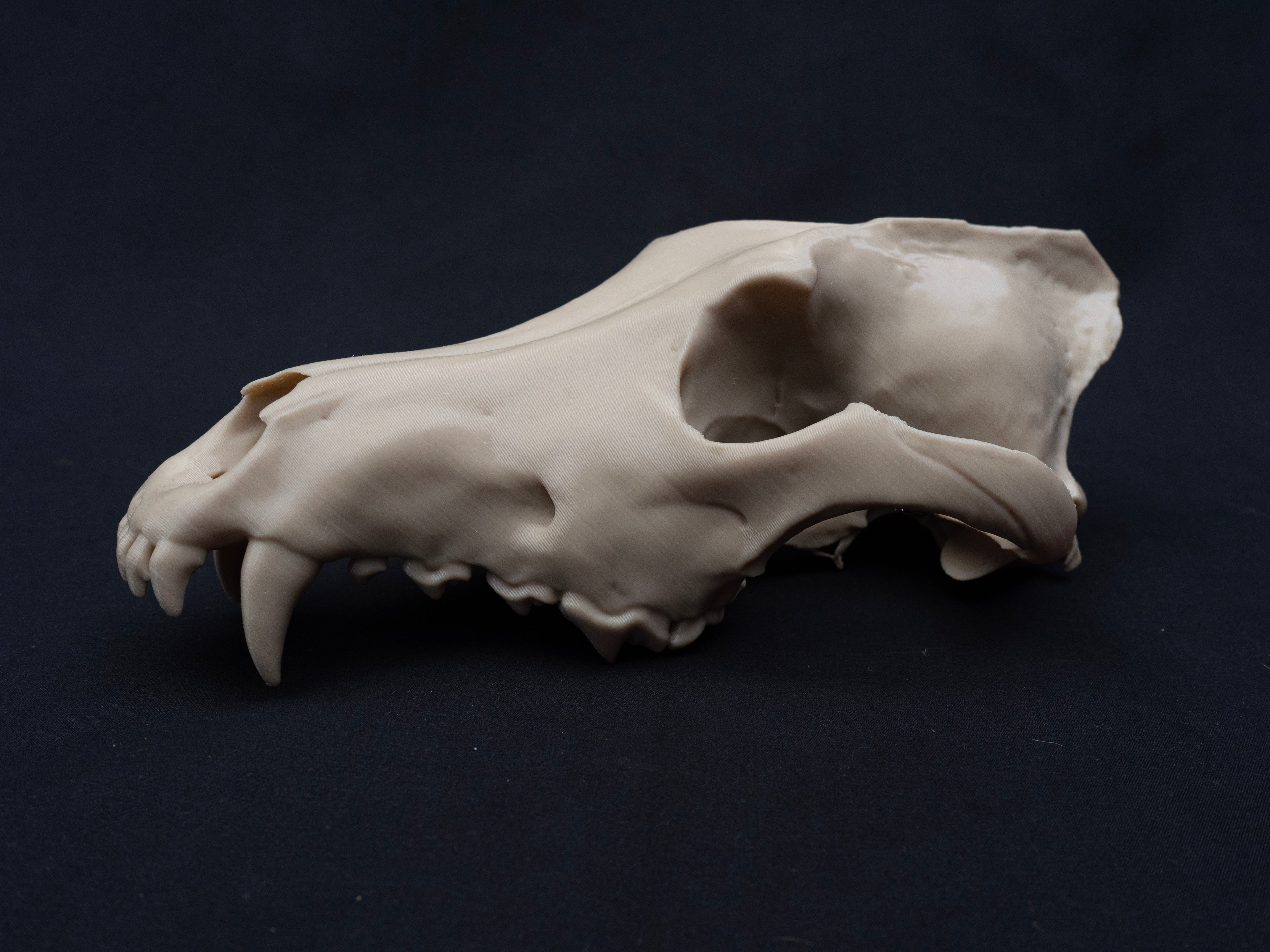 Life Size Grey Wolf Skull Replica – Realistic 3D Printed Bone Model Display