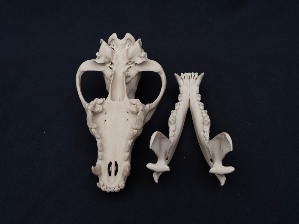 Life Size Grey Wolf Skull Replica – Realistic 3D Printed Bone Model Display