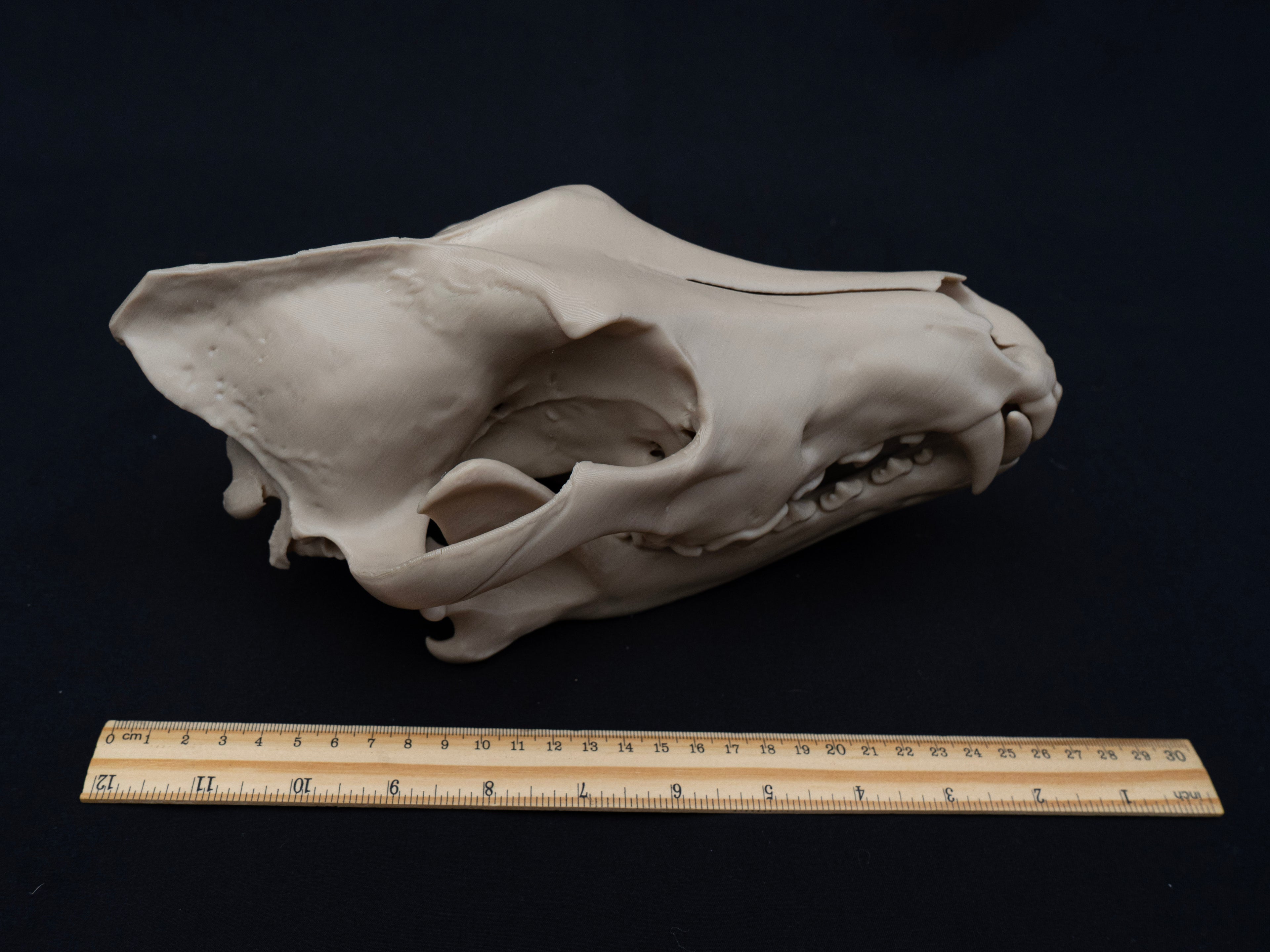 Life Size Grey Wolf Skull Replica – Realistic 3D Printed Bone Model Display