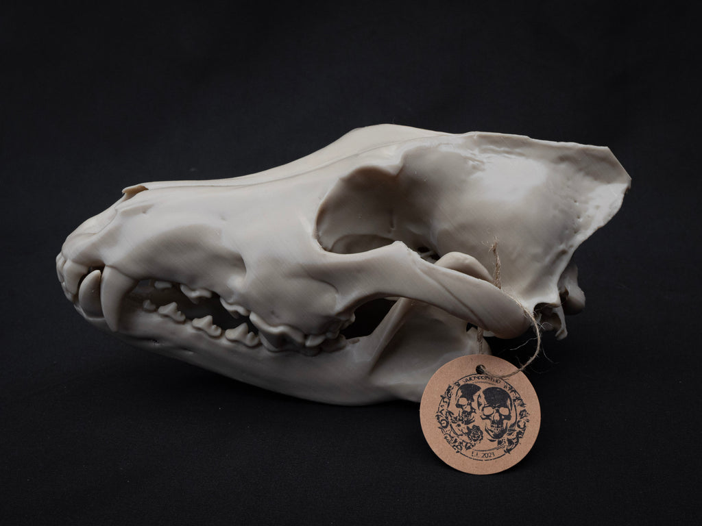 Life Size Grey Wolf Skull Replica – Realistic 3D Printed Bone Model Display