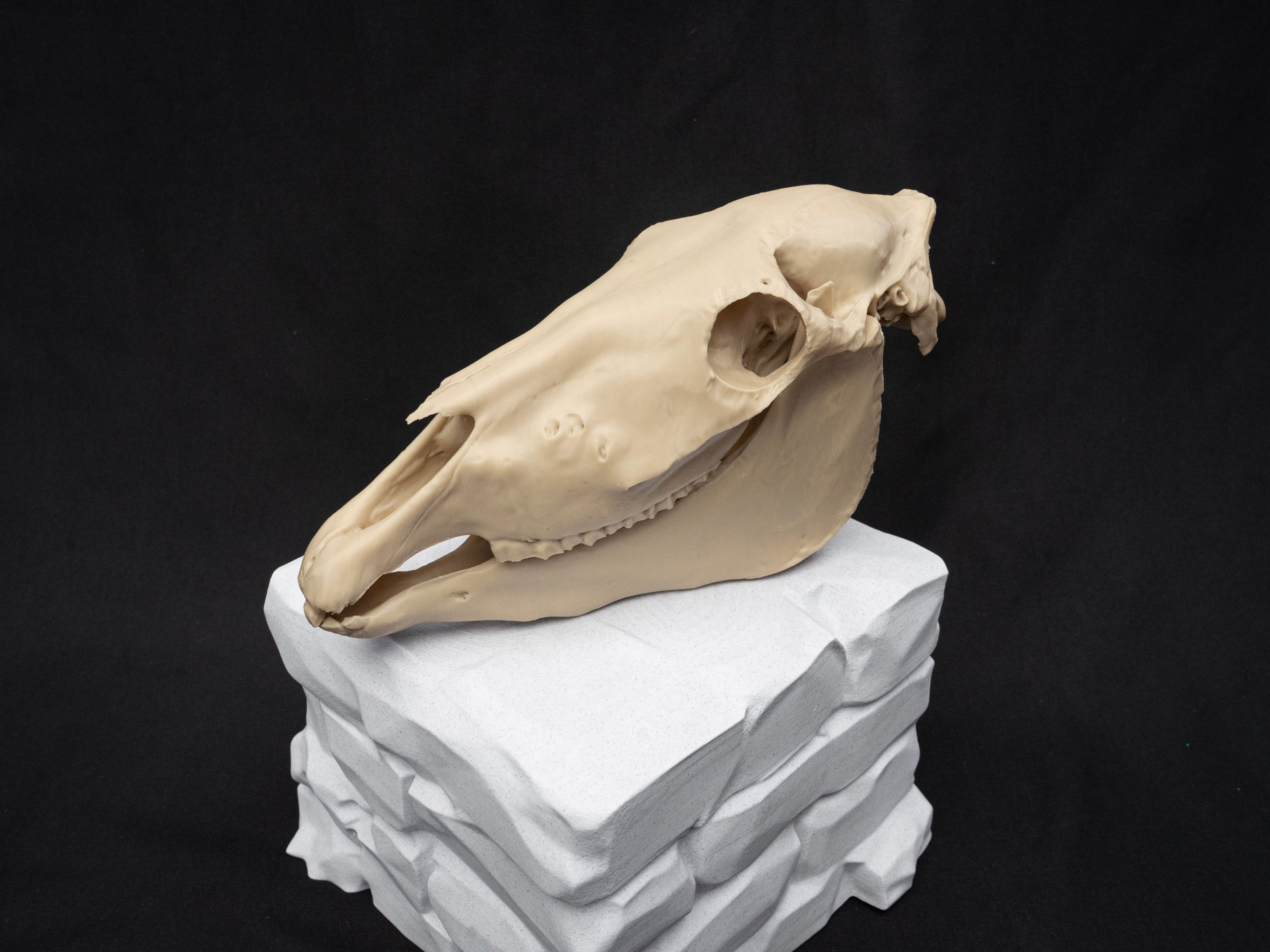 Scaled Down Horse Skull Replica – Realistic 3D Printed Bone Model Display