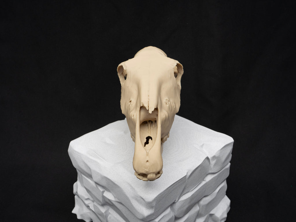 Scaled Down Horse Skull Replica – Realistic 3D Printed Bone Model Display
