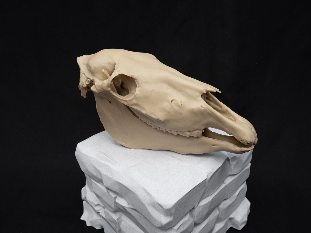 Scaled Down Horse Skull Replica – Realistic 3D Printed Bone Model Display