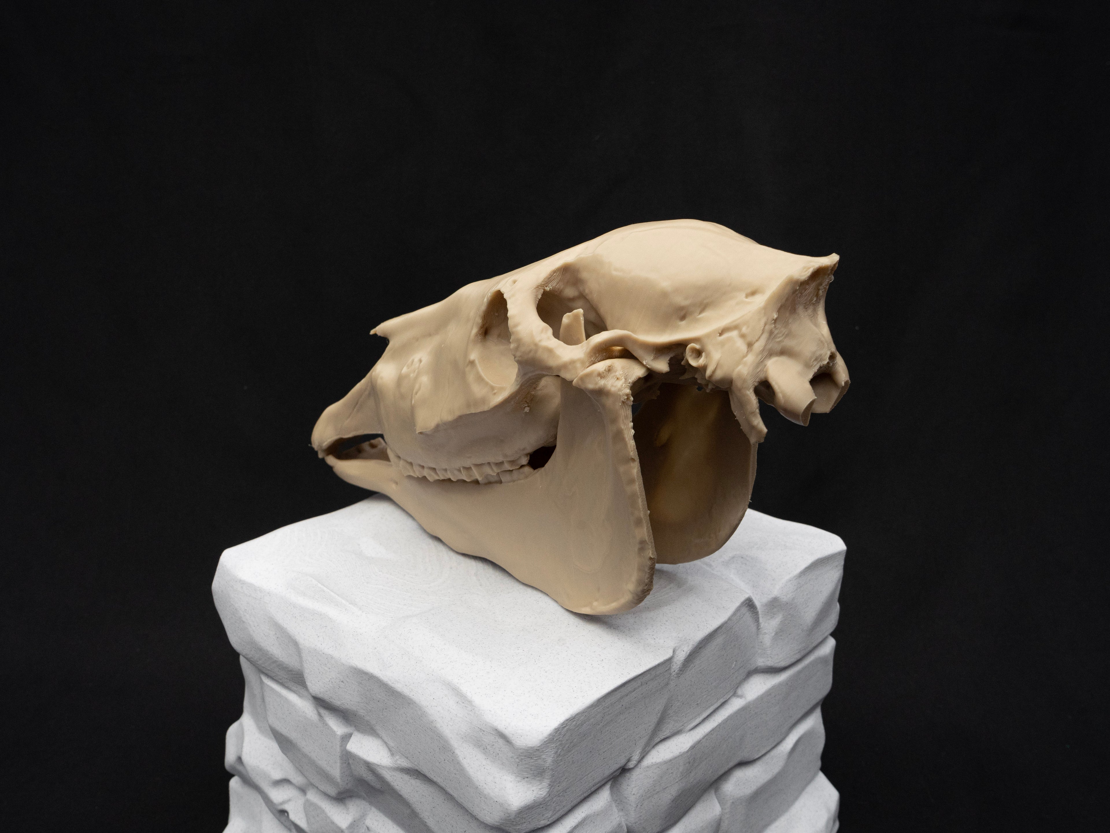 Scaled Down Horse Skull Replica – Realistic 3D Printed Bone Model Display