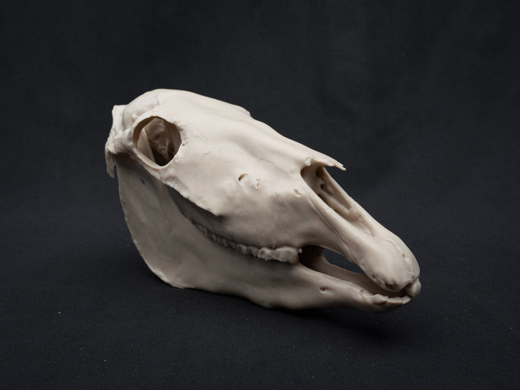 Scaled Down Horse Skull Replica – Realistic 3D Printed Bone Model Display