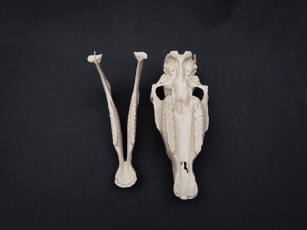 Scaled Down Horse Skull Replica – Realistic 3D Printed Bone Model Display
