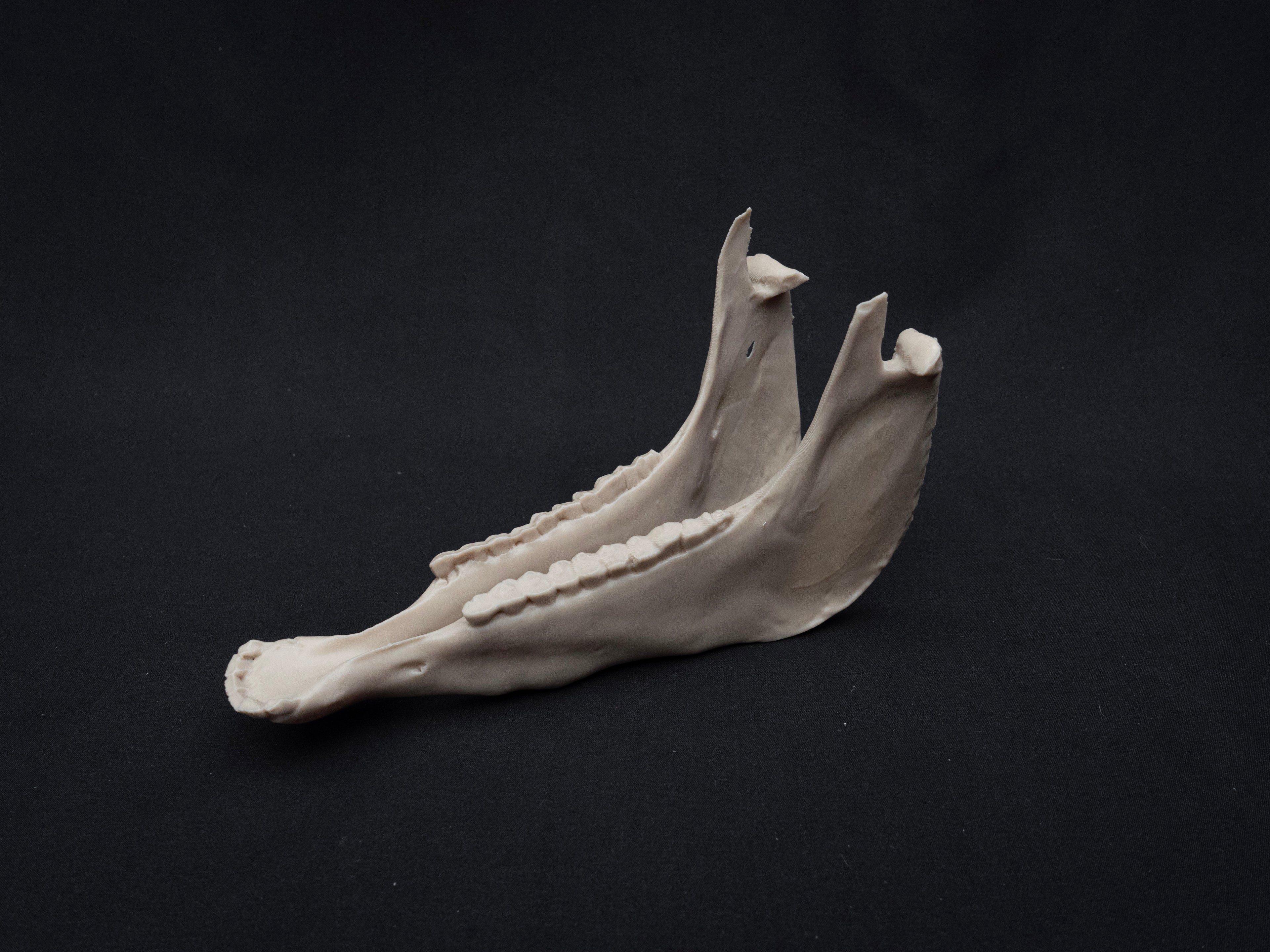 Scaled Down Horse Skull Replica – Realistic 3D Printed Bone Model Display