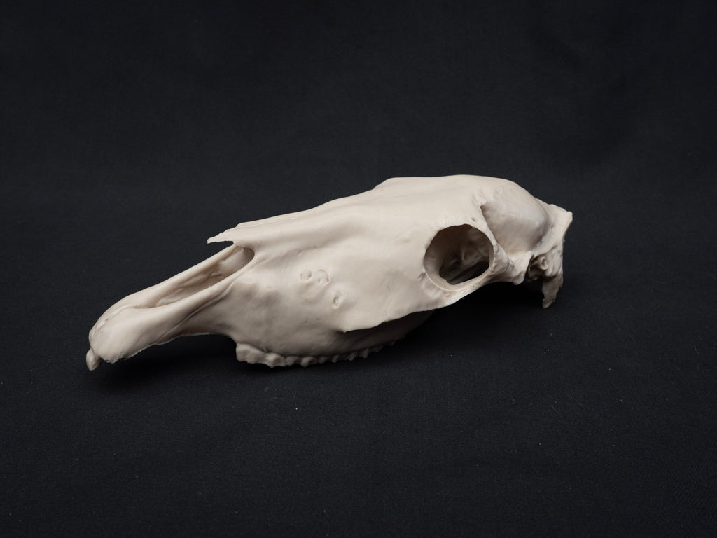 Scaled Down Horse Skull Replica – Realistic 3D Printed Bone Model Display