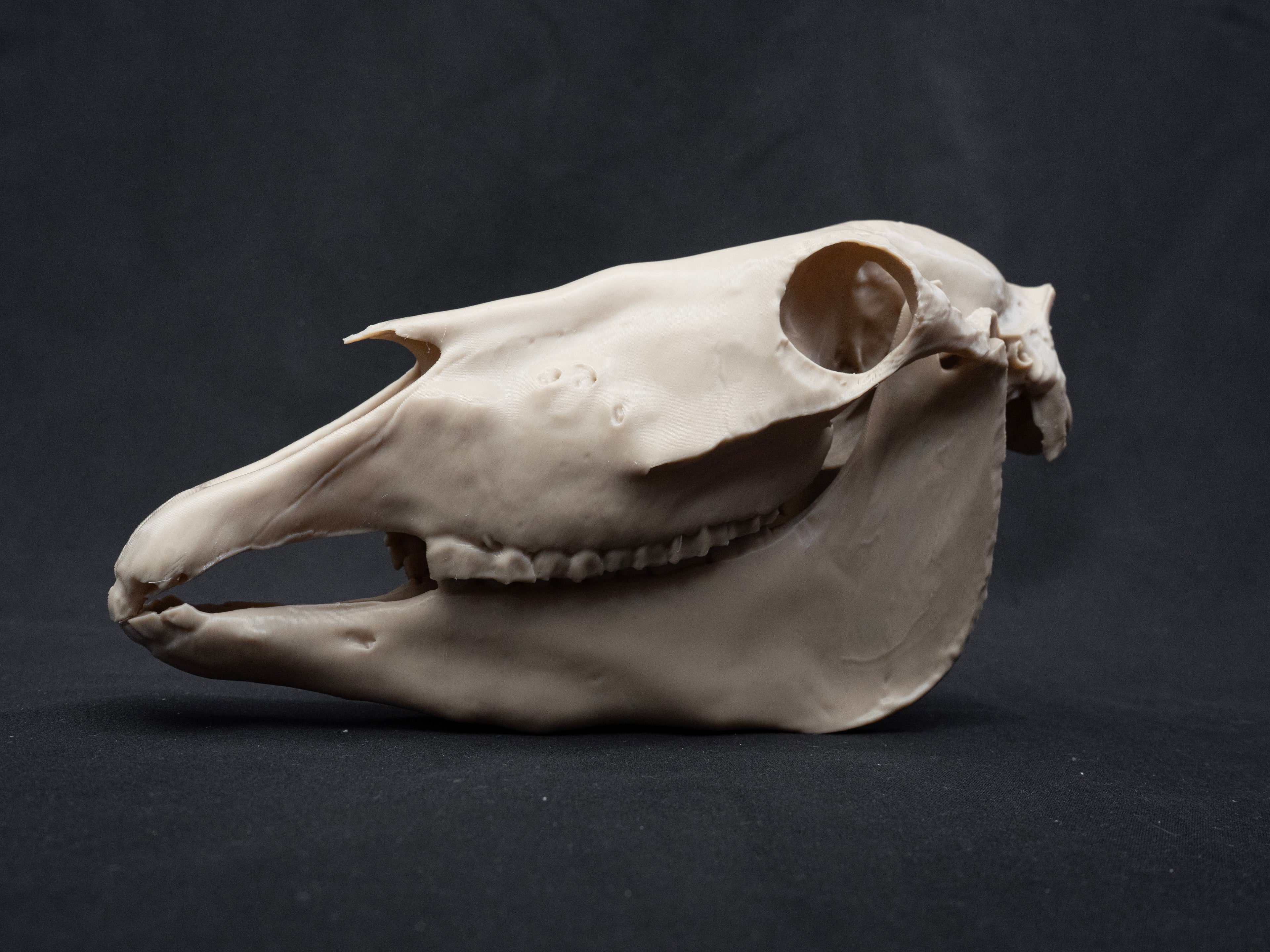 Scaled Down Horse Skull Replica – Realistic 3D Printed Bone Model Display