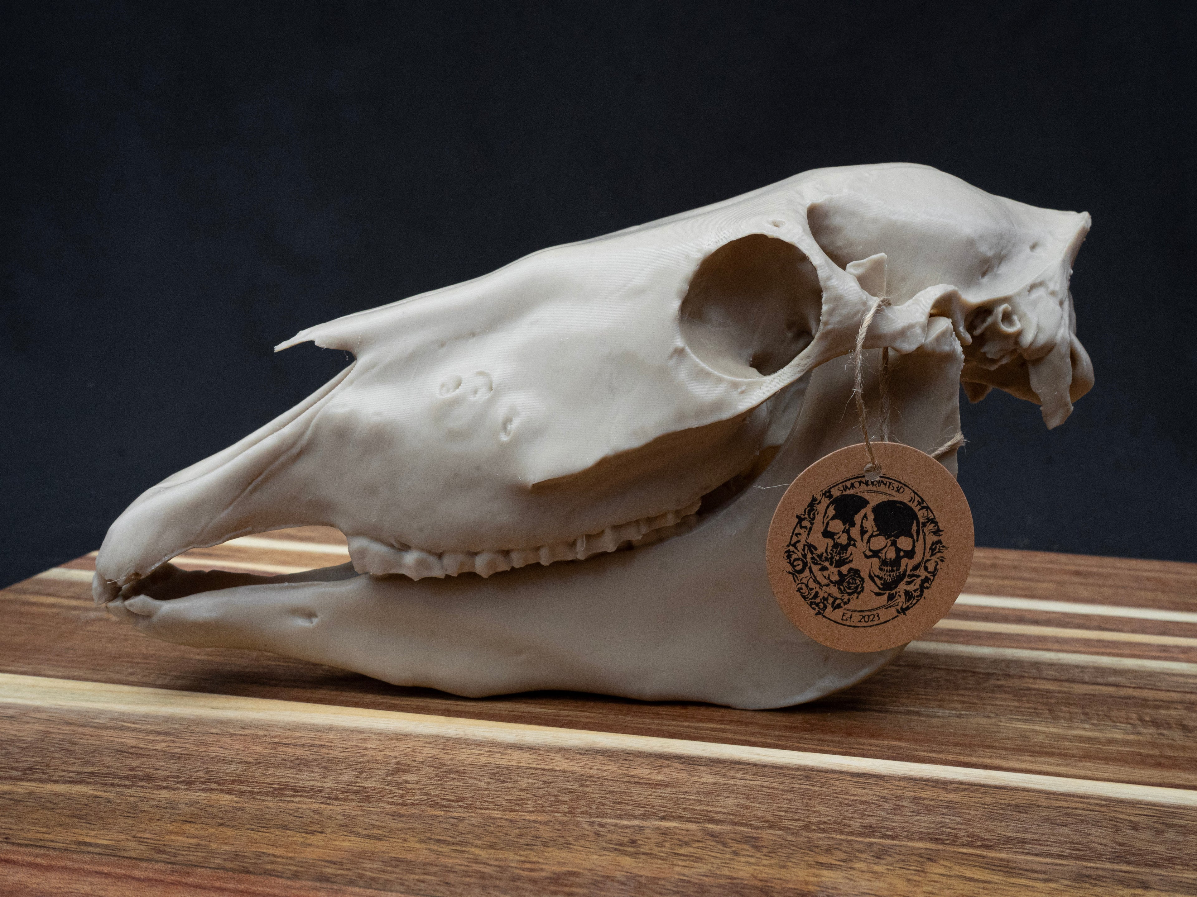 Scaled Down Horse Skull Replica – Realistic 3D Printed Bone Model Display