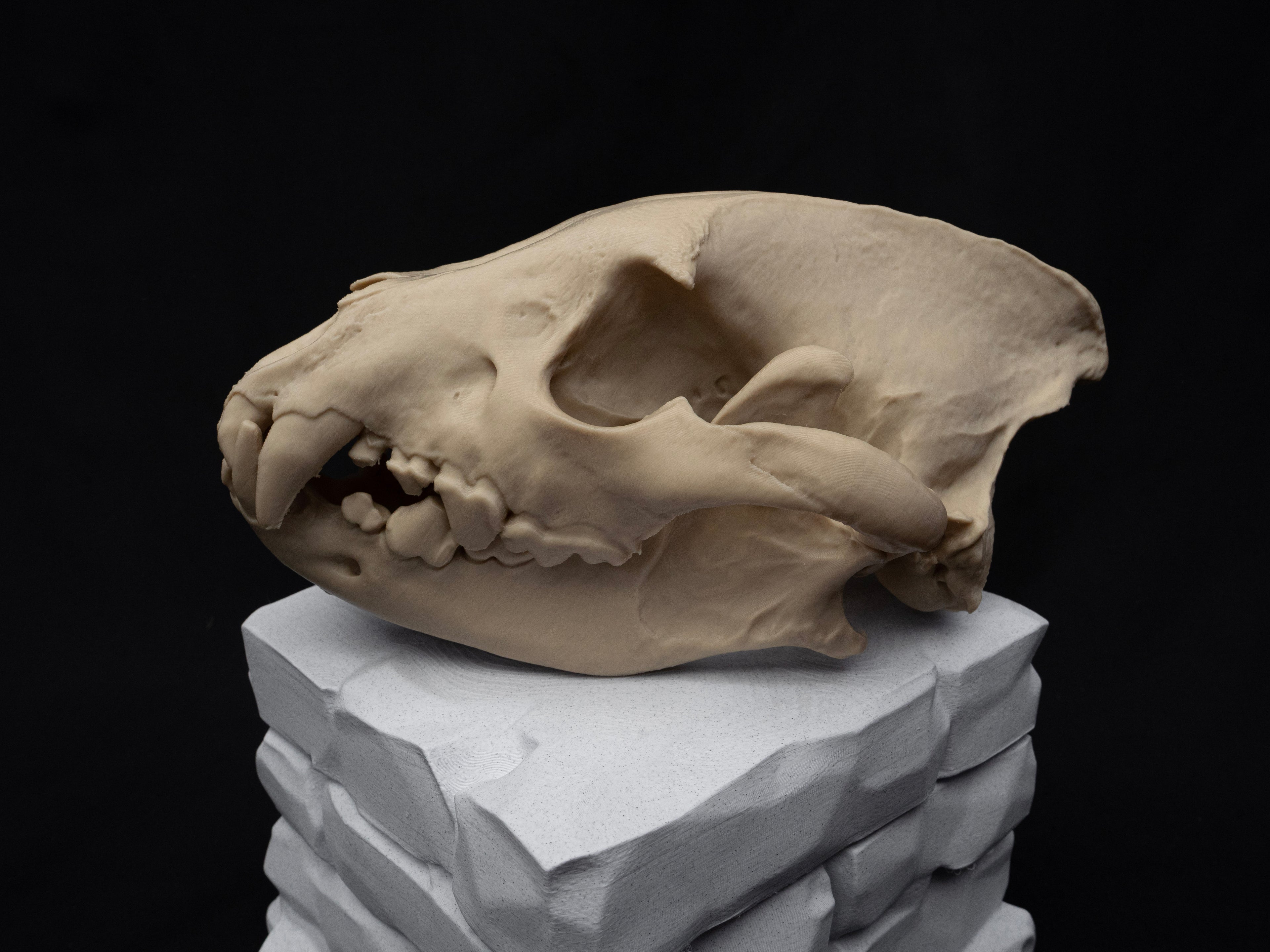 Life Size Hyena Skull Replica – Realistic 3D Printed Bone Model Display